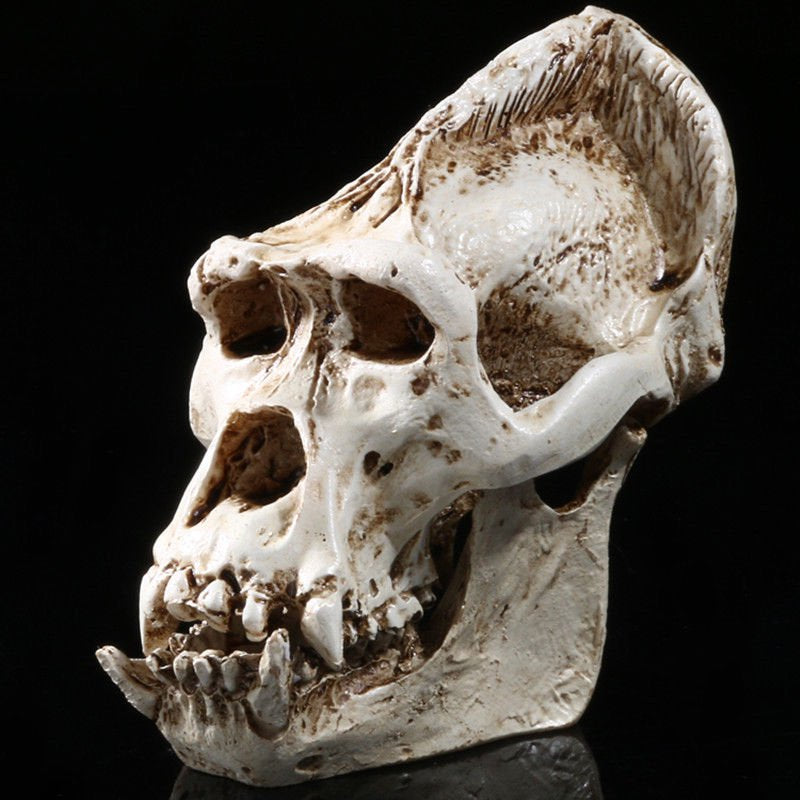 "Coyote" Peterson Inspired Bigfoot Replica Primate Skull